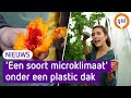 In Wageningen groeien deze tropische groente- en fruitsoorten
