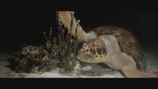 "Heart of the Ocean"/Wonders of the Sea 3D Trailer