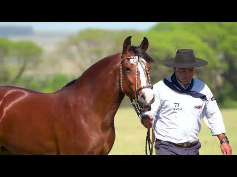 Lote 01 - Basca Leonor