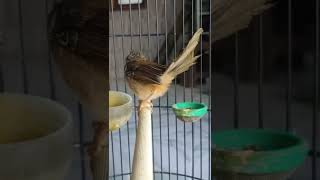 Download lagu burung ciblek gunung jantan - makan lahap pakek UK mp3