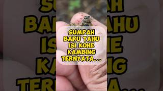 Download lagu IT TURNS OUT THAT I JUST KNOW THE CONTENTS OF GOAT COCK #gardens #info #farmers #methods #tips #b... mp3