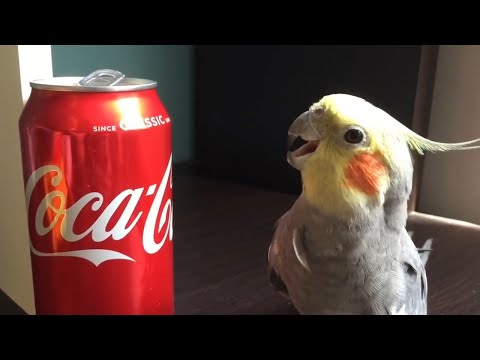 Drôles de perroquets en folie - compilation des perroquets les plus mignons 2020