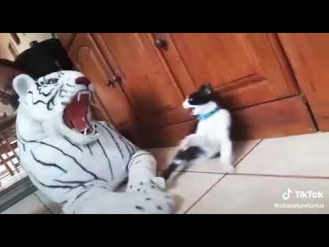 cat vs tiger
