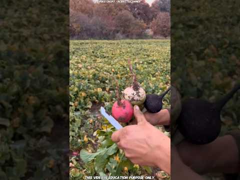 Three Unique Turnip Grow In This Farmer Feild #shortvideo #viralvideo