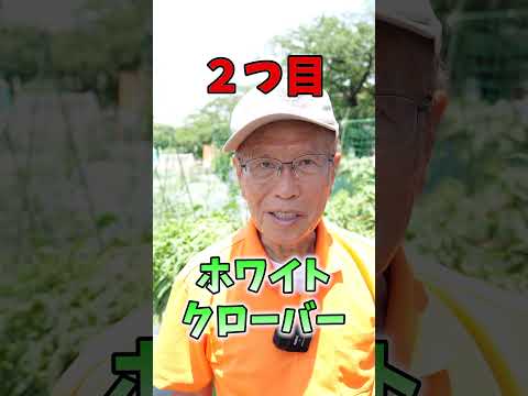 夏の嵐：大雨から家庭菜園を守るための 6 つのヒント  庭園