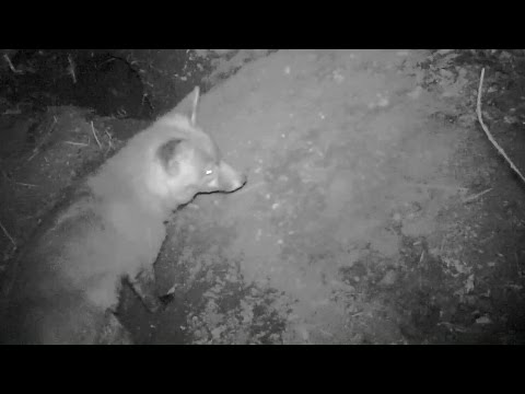 La crema di melanativ da pigmentary nota dove comprare Quello che il migliore di tutti aiuta da posti di pigmentary su una faccia