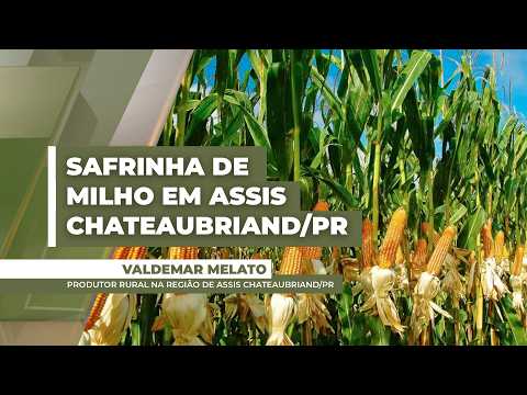 Chuvas chegam à Assis Chateaubriand/PR e melhoram condições de desenvolvimento da safrinha de milho