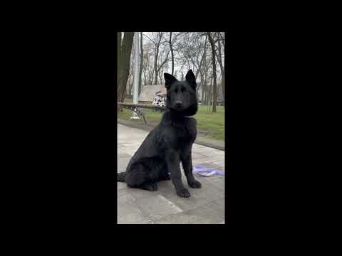 Deutscher Schäferhund Welpe kaufen