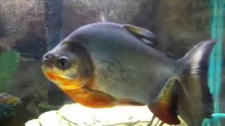 Red belly pacu eating