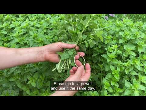 When and How to Harvest Oregano