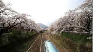 preview picture of video '神奈川県　山北鉄道公園の桜並木'