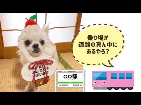 #ワンワンU・x・Uお悩み相談室 1️⃣0️⃣8️⃣〜坂井市の「ぽんずちゃん」　路面電車の乗り場までの横断も気をつけてね