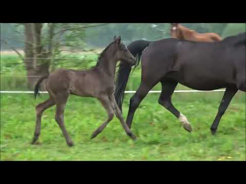 Hengst von Depeche Mode aus Rotspon FOR SALE