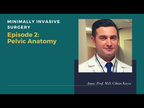 Pelvic Anatomy
