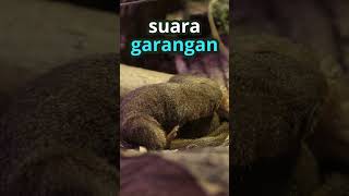 Download lagu Pikat Suara GARANGAN #shorts  #wantarakicau mp3