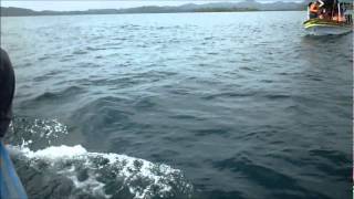 preview picture of video 'Bahia Delfines, Bocas Del Toro'