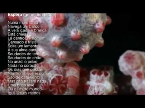 From the album Introspecção (track #16) - by CLOROFILA AZUL