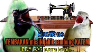 Download lagu SADIS ‼️SUARA MASTERAN MESIN JAHIT SAMBUNG KAPAS TEMBAK ..... dijamin bikin down lawan.... mp3