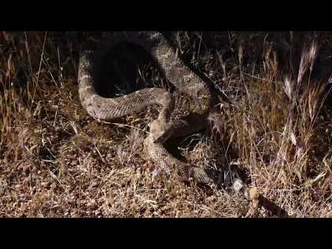 24-04-23 & 25 Two Western Diamondback Rattlesnakes