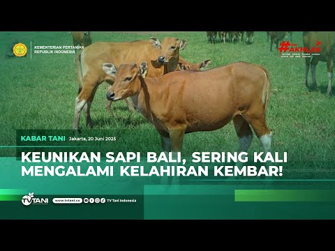 Bali dobytok (banteng) (Bos javanicus) — video o chove a starostlivosti