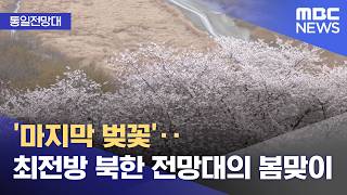 [통일전망대] '마지막 벚꽃'‥최전방 북한 전망대의 봄맞이