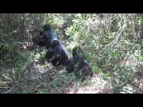 Silverback Gorilla Chest Beat (followed by juvenile)