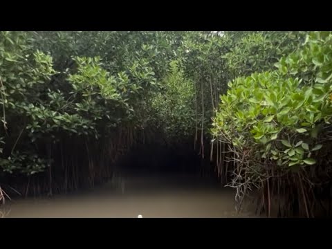 My Trip to the #Largest Mangrove Forest #Boat Ride #Thrills #High & Low Tide #Adventure!
