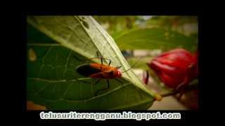 Hadith-Riwayat Al-Hakim