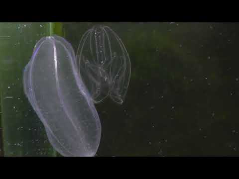 Predation of the Beroe cucumis