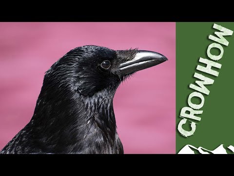 Crowhow: how to decoy crows