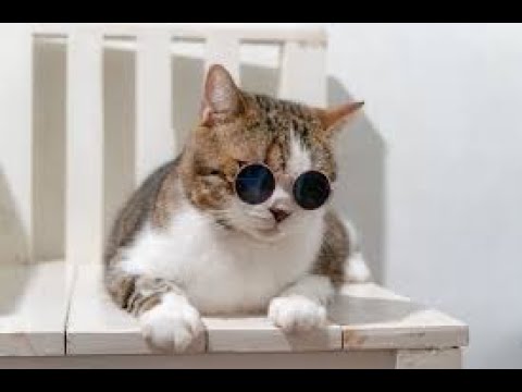 Trying to recreate viral funny cat video | My cute kitten Meelu