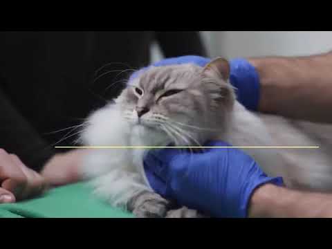 Can Cats Eat Silverfish? Are They Harmful/Toxic?