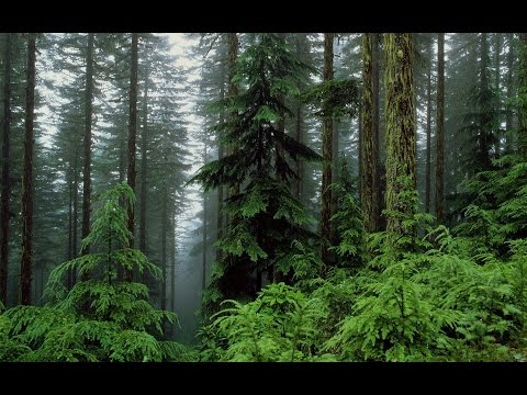 Ask An Alchemist -- Why Nature Sucks