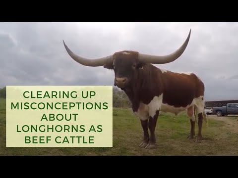 Clearing Up Misconceptions About Longhorns as Beef...