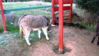 preview picture of video 'Feeding the Miniature Donkeys'