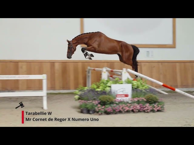 Tarabellie W