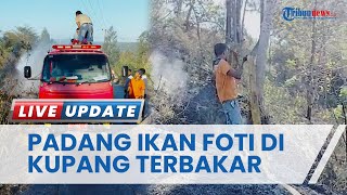Padang Sabana di Foti Baun Kupang Terbakar, Api Tak Diketahui asalnya Merambat ke Rumput Kering