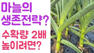 마늘 생존전략? 수확량 2배 높이려면?