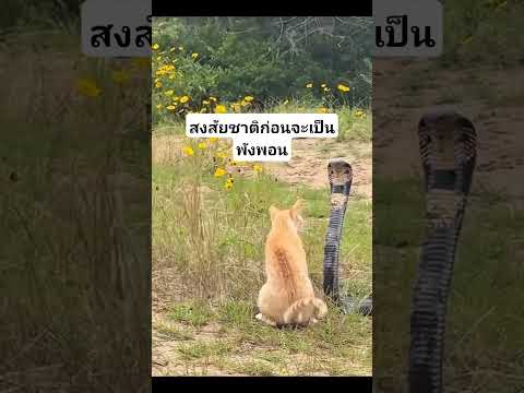 แมวกำลังดูเชิงกับงูเห่า