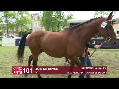 Sprinter Sacré Show 2019 : Lot 101 - JOIE DE REVES
