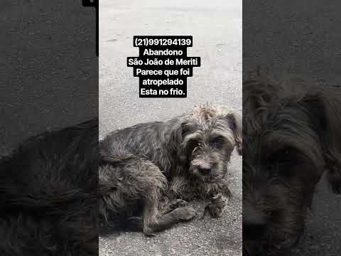 ❤️࿆⃞ٜ🐶#rj #anima #cao #adote #adoção #doa #viral #reels #pequen #raca #cachorr #pet #caes #poodle