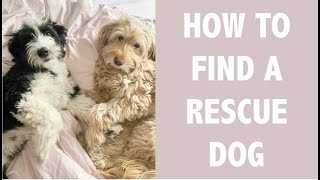 HOW TO ADOPT A DOG | TIPS ON FINDING A RESCUE DOG