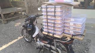 Download lagu JUALAN DONAT. mp3 Download lagu JUALAN DONAT. mp3