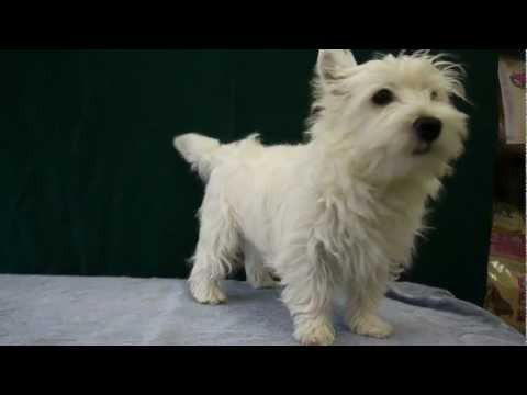 {$row[$i]['name'], ENT_QUOTES,'utf-8'); ?>