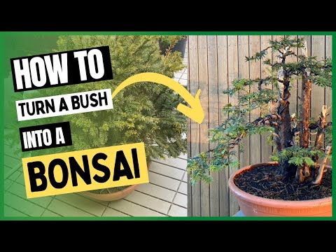 How To Turn A Bush Into A Bonsai Tree