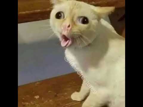 Cat Coughs like a human