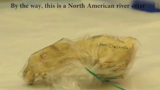 Quest short: Bone sampling for DNA extraction *real live science*