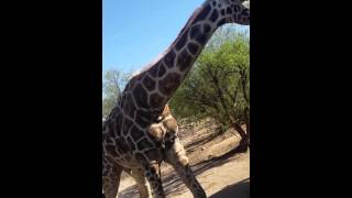 Very wrinkled giraffe