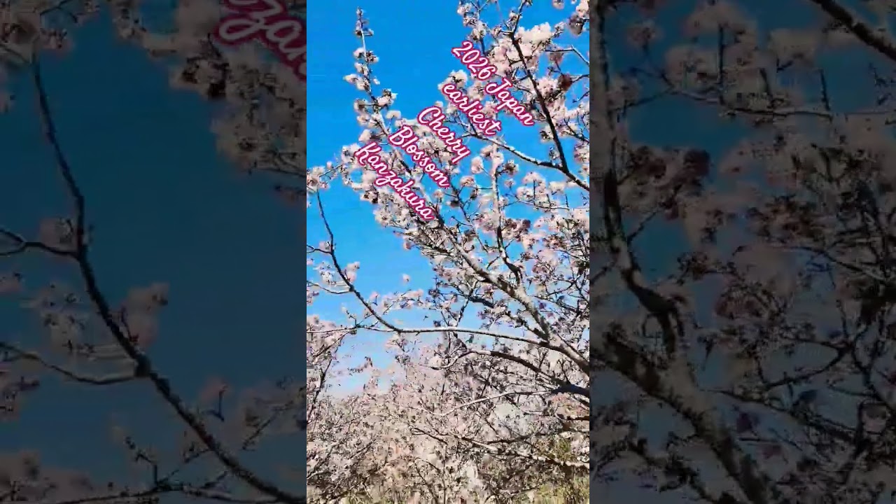 Earliest Cherry Blossom Kanzakura 寒桜 2026 桜祭り 南房総和田町花園