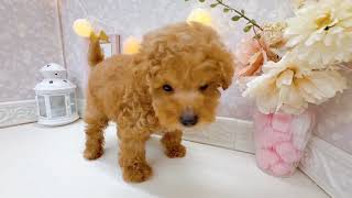 トイプードルの動画01